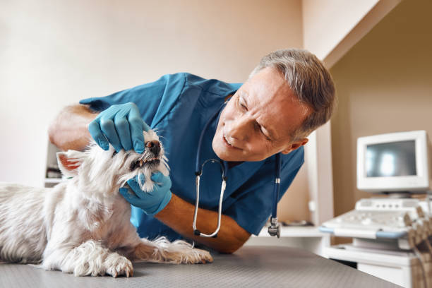 Best Mobile Emergency Dentist in Bellefonte, DE